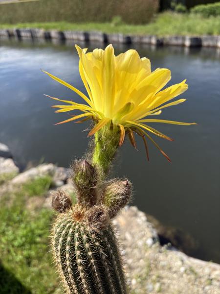 Trichocereus shaferi